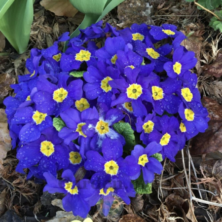 Picture of the primrose malanseuns blue flowers in a garden