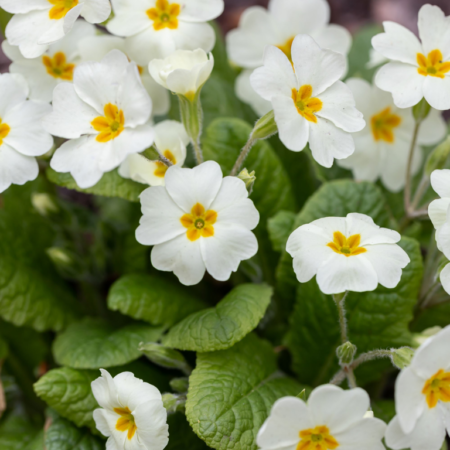 Picture of the primrose malanseuns white flowers in a garden