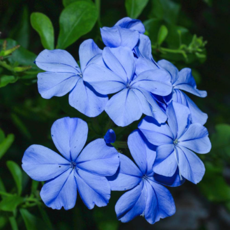 Picture of the plumbago royal cape deep blue flowers