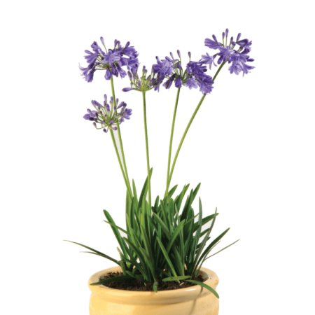 Agapanthus africanus Lapis