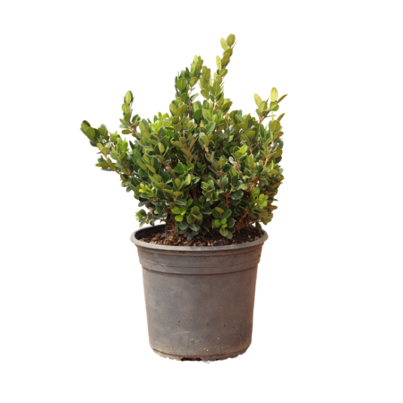 Buxus ‘Faulkner’