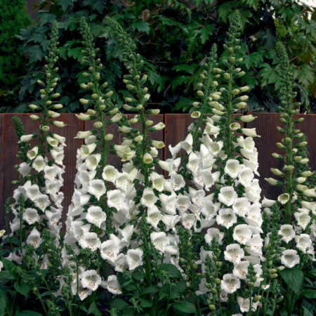 Picture of the foxglove camelot white plant
