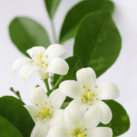 Murraya exotica