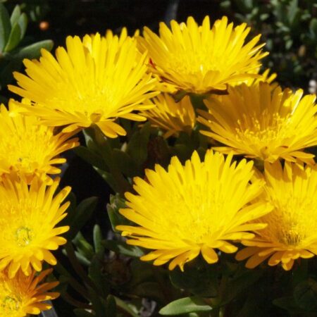 Bright yellow vygie sunshine