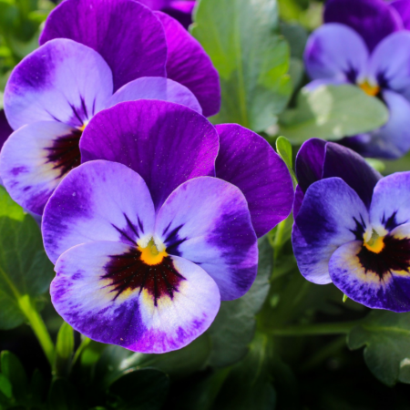 Pansy Lavender Shades