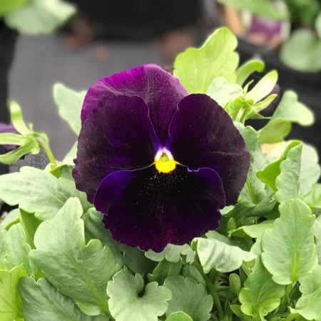 Picture of the pansy giant purple