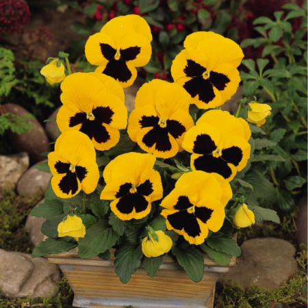 Picture of the pansy giant yellow