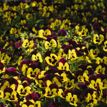 Picture of the pansy mulberry