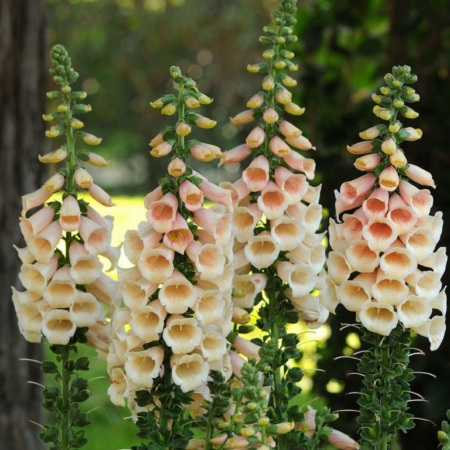 Picture of the foxglove dalmatian peach flowers