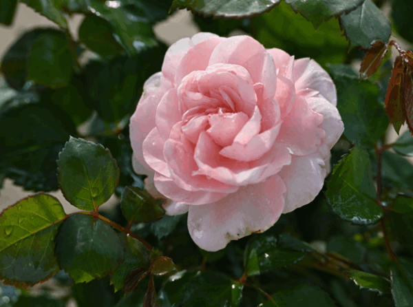 Garden Roses Made Easy: Planting, Care, And Top Varieties • Plantland