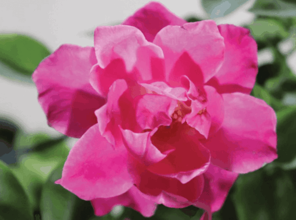 Garden Roses Made Easy: Planting, Care, And Top Varieties • Plantland
