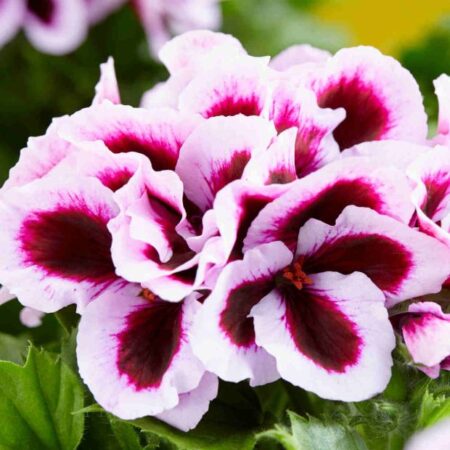 Pelargonium Grandiflora 'Patricia' Combo