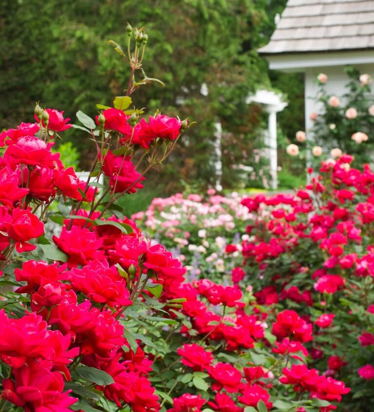 Knock out Rose