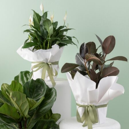 Corporate Gifts
