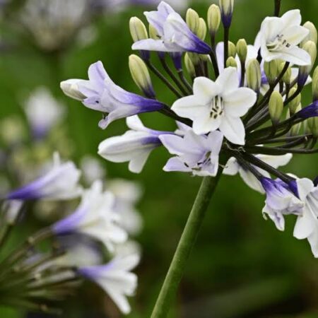 Agapanthus Twist Again var.  'DWAgHyb05' PBR.