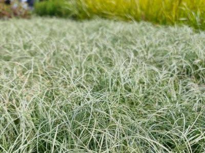 Carex comans "Frosted Curl".