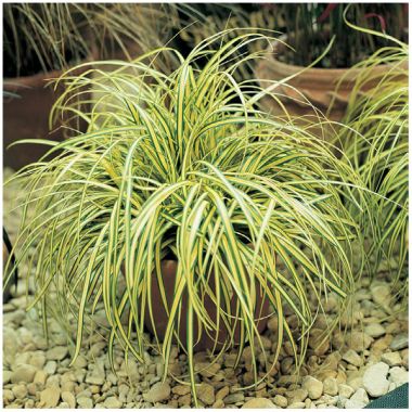 Carex oshimensis EverColor® 'Everoro
