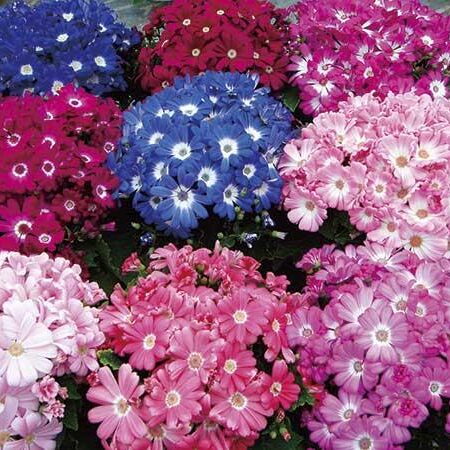 Cineraria Mixed