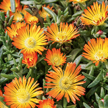 Delosperma Wheels of Wonder Orange Wonder