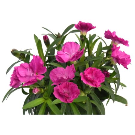 Dianthus hybrida Pinocchio Amethyst