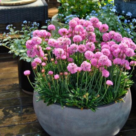 Dreameria TM Armeria 'Daydream' PBR