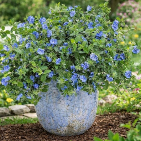 Evolvulus 'Blue My Mind'