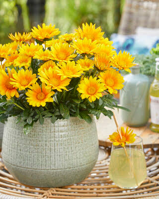 Gazania Sun Carpet var.'DwGzHy01' PBR.