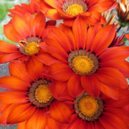 Gazania New Day Red Shades