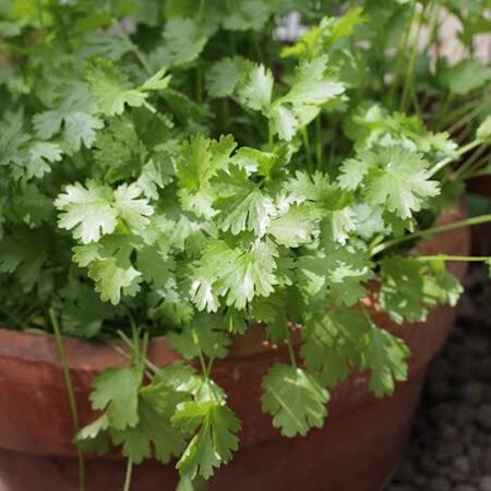 Herb Coriander
