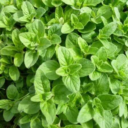 Herb Origanum