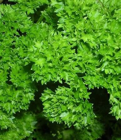 Herb Parsley Curly Moss