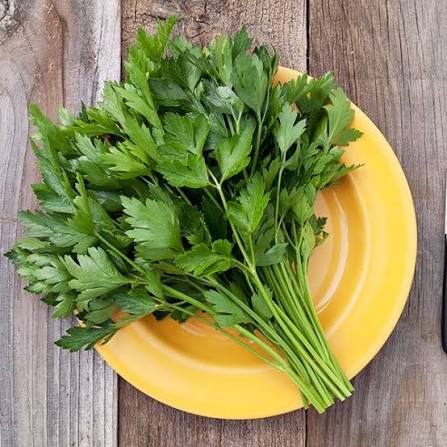 Parsley 'Italian' flat leaf