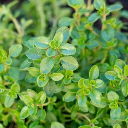 Herb Thyme