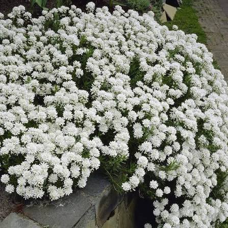 Iberis hybrida Top Blizzard