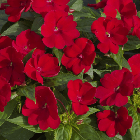 Sunpatiens Red