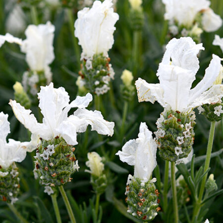 Lavandula pedunculata The Snow Princess PBR
