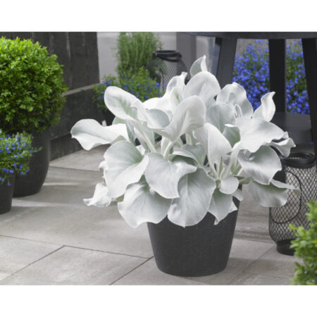 Senecio Angel Wings
