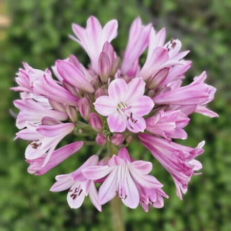 Agapanthus Poppin Pink