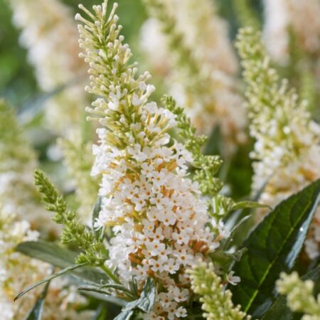 Buddleja Butterfly Candy® Little White