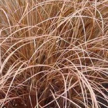 Carex comans 'Bronco'