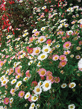 Erigeron karvinskianus - Mexican Daisy