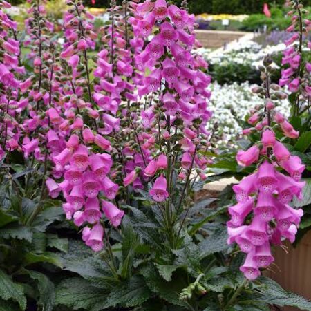 Foxglove 'Panther'