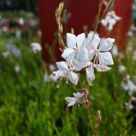Gaura lindheimeri Snowbutterflies var. ‘Flogausno’ PBR
