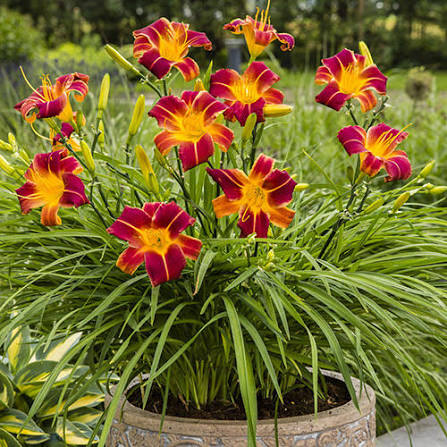 Hemerocallis EVERDAYLILYâ„¢ Red Rip