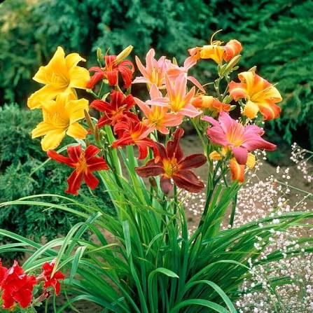 Hemerocallis Mixed