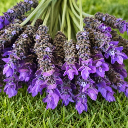 Lavandula dentata var. 'Elegans'