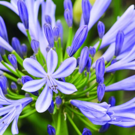 Agapanthus praecox subsp. orientalis 'Blue Velvet' TM var. Malandon (N)
