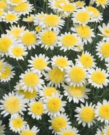 Argyranthemum Daisy Crazy® Solo Mio Improved var. SUPA1087 (N)
