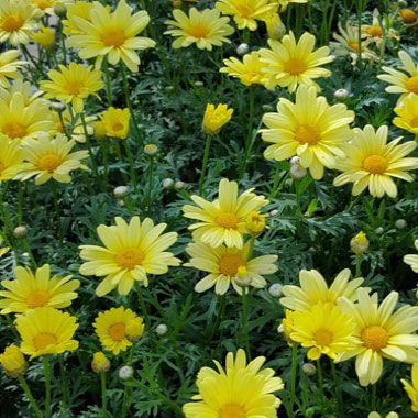 Argyranthemum Go daisy Fully Yellow