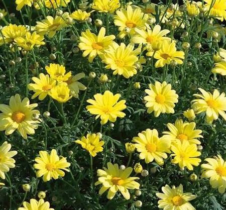 Argyranthemum Frutescens Daisini Yellow